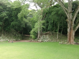 En el margen derecho podéis ver una Ceiba, el árbol nacional guatemalteco y para los mayas, aquel que sostenía el universo y lo conectaba con el inframundo. Hoy se considera símbolo de sabiduría y resistencia.